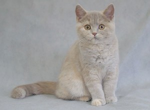Лилово-кремовая черепаха британский котенок. Британец черепахового окраса       